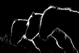 Horses b&w