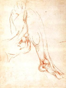 Study of a lower leg and foot