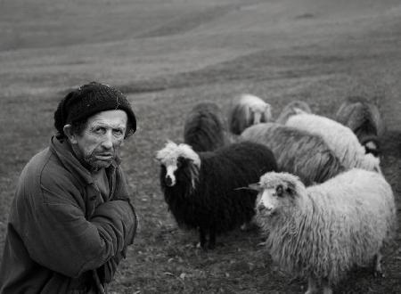 Shepherd with his sheep