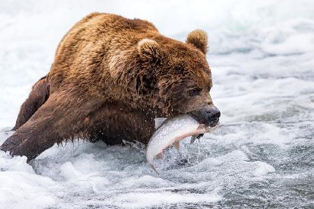 Brown Bear Fishing