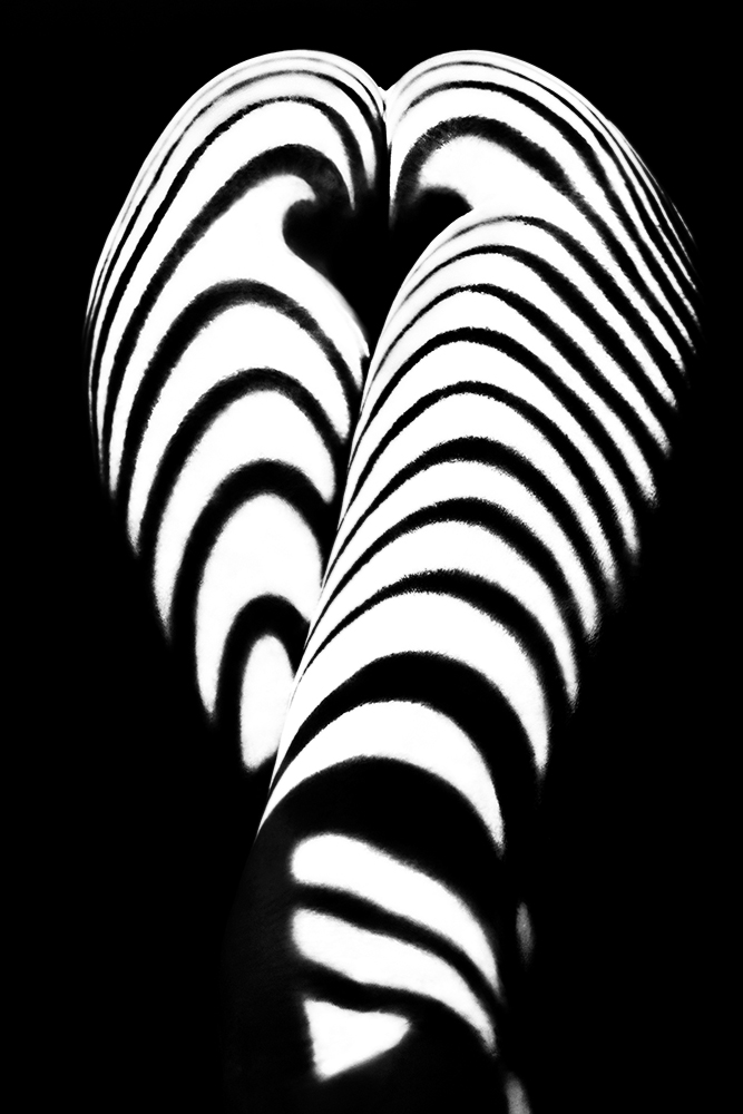 zebra ass 2 de Mikhail Faletkin