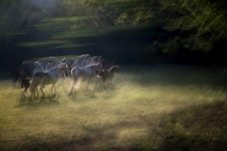 On the pasture