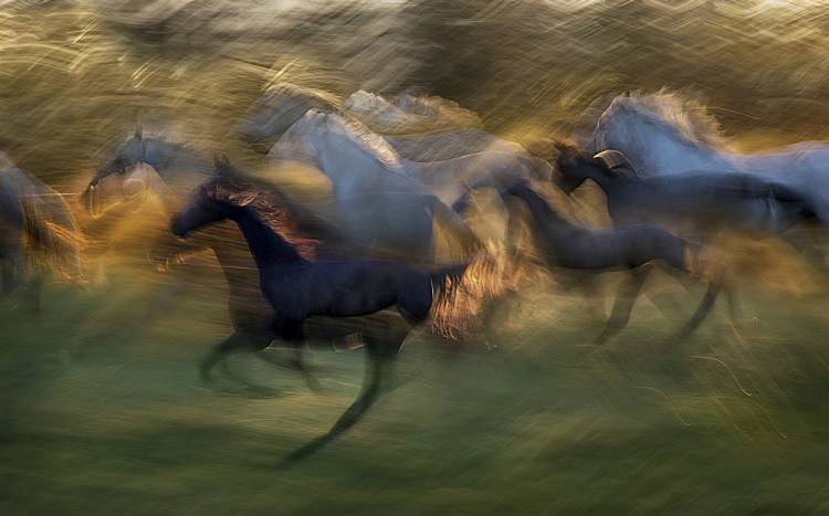 fiery gallop de Milan Malovrh
