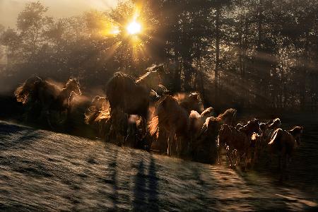 gallop in the morning