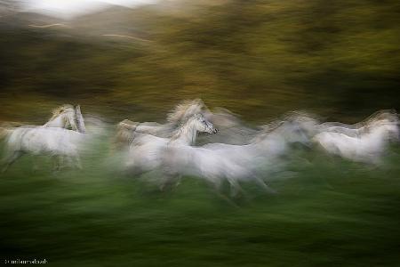 Gallop across the field