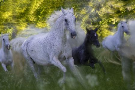 Mare and foal