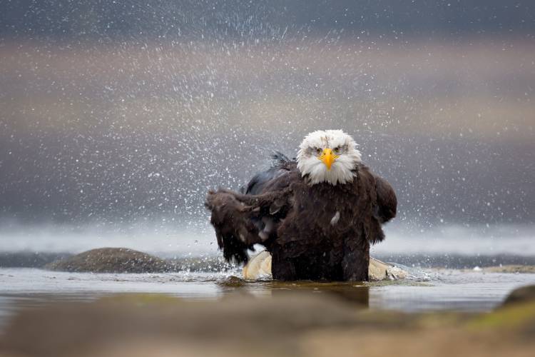 Bald Eagle de Milan Zygmunt