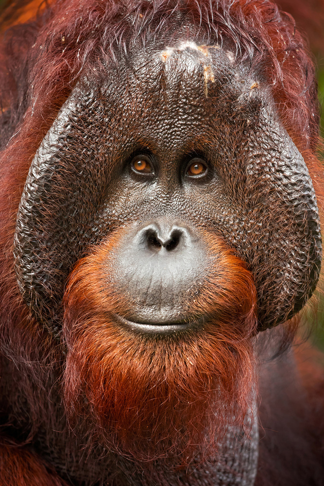Bornean orangutan de Milan Zygmunt
