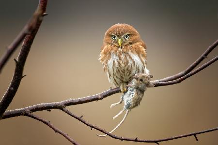 Ferruginous Pygmy Owl