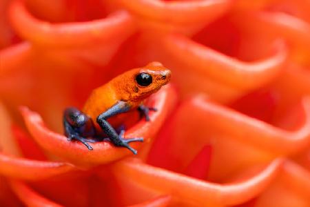 Strawberry poison-dart frog