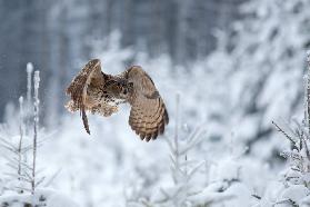 Eurasian eagle-owl