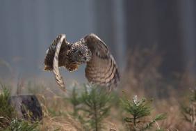 Eurasian Eagle-Owl