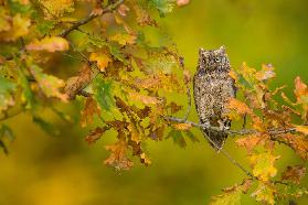 European Scops Owl