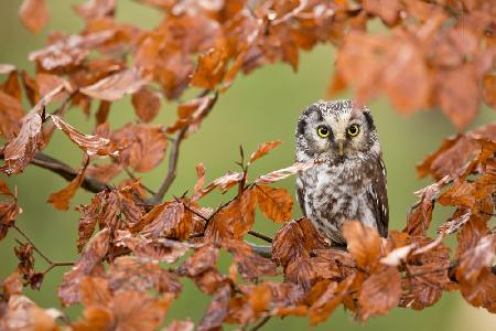 Boreal owl