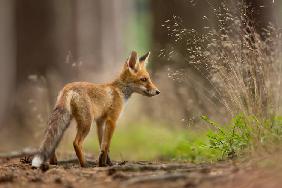 Red Fox