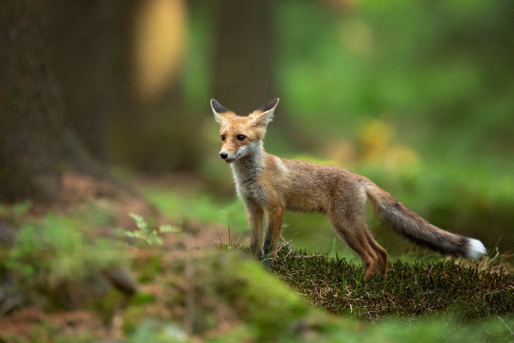 Red Fox de Milan Zygmunt