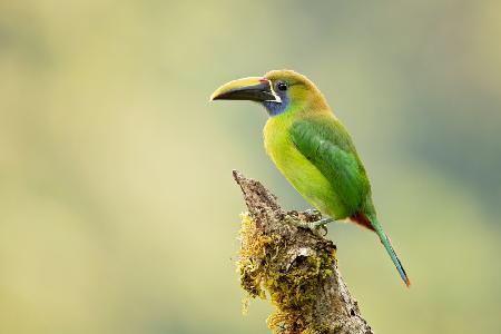 Emerald toucanet