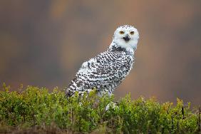 Snowy Owl