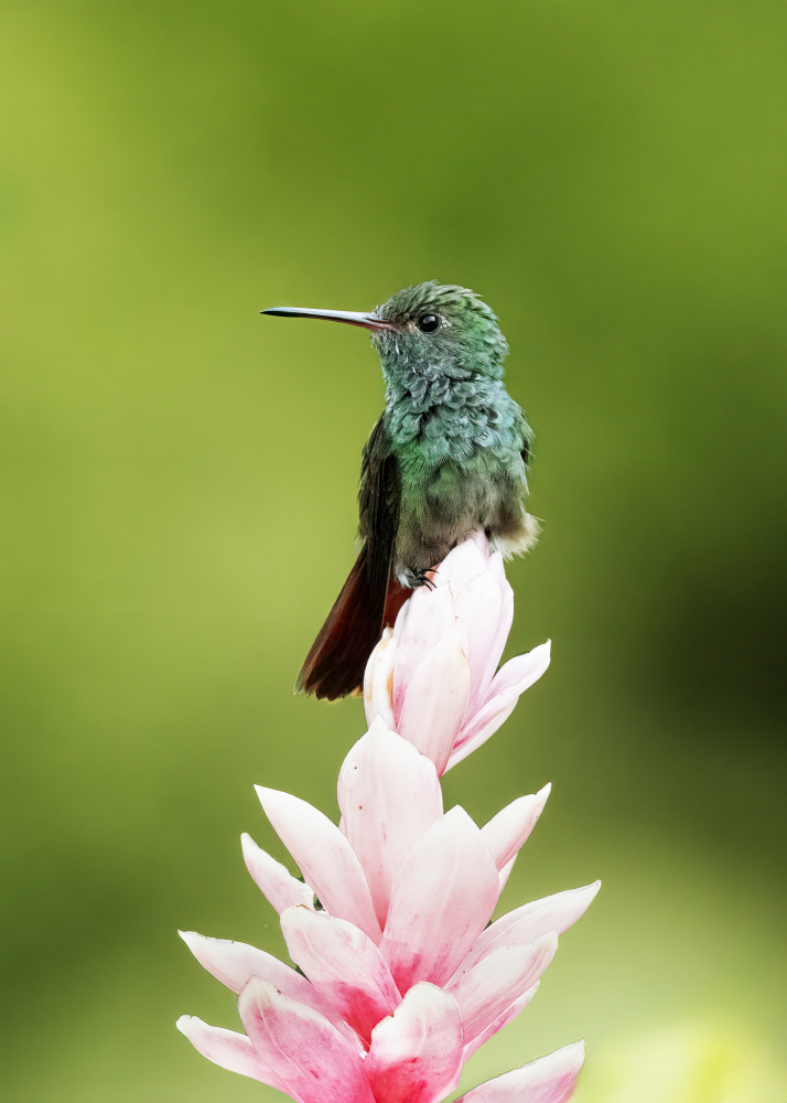 Hummingbird de Ming Chen