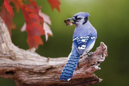 Blue Jay with acorn