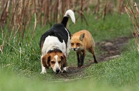 World\\\&#039;s worst hunting dog