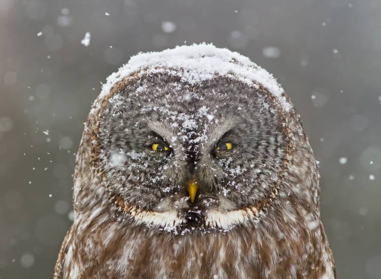 Great Grey Owl Winter Portrait de Mircea Costina