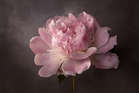 Peony