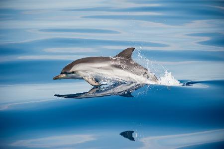 Striped Dolphin