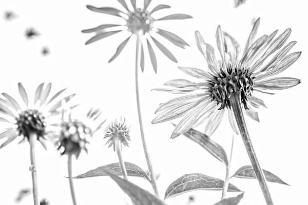 Sonnenblume, Blumen, schwarzweiss, weiss auf weiss, schatten, Fotokunst, minimalistisch, floral de Miro May