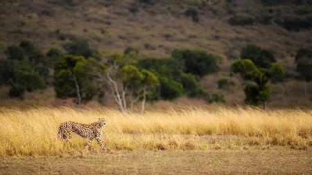 Emerging Runner