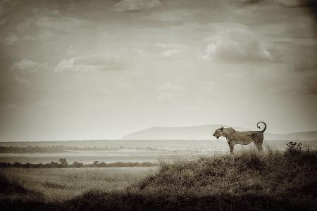 Lone Lioness