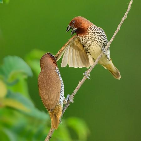 Munia dispute