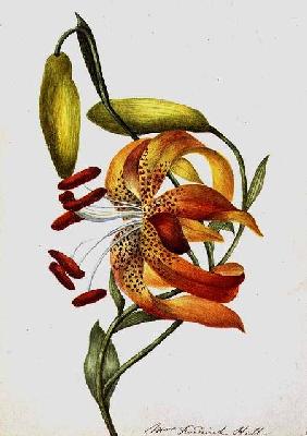 Tiger Lily