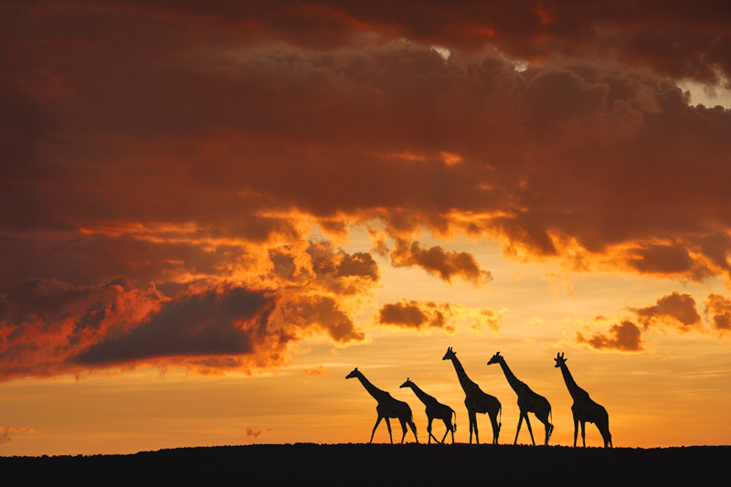 Five Giraffes de Muriel Vekemans
