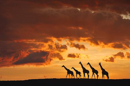 Five Giraffes