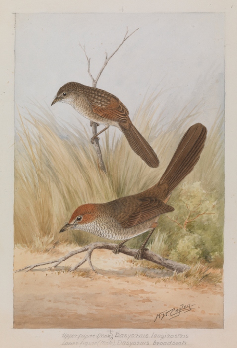 Rufous Bristlebird de Narcisse Berchere