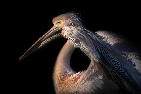 The Pelican Philosopher...