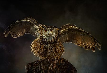 European Eagle Owl