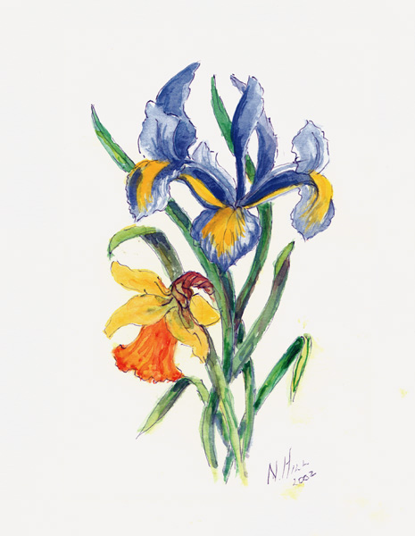 Blue Iris and Daffodil, 2002 (w/c on paper)  de Nell  Hill