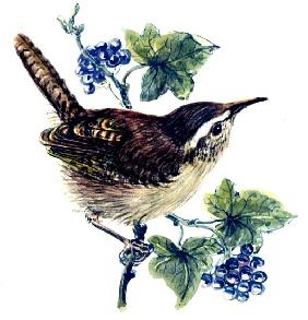 Wren in the ivy