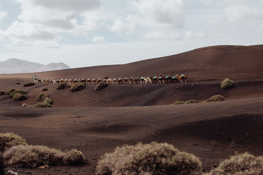 Dromedare vor Vulkanen auf Lanzarote de Laura Nenz