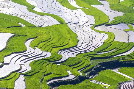 Lineart of terraces in Khau Pha_Mu Cang Chai_ Yen Bai_03