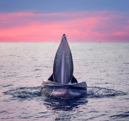 Brydes Whale Jaws