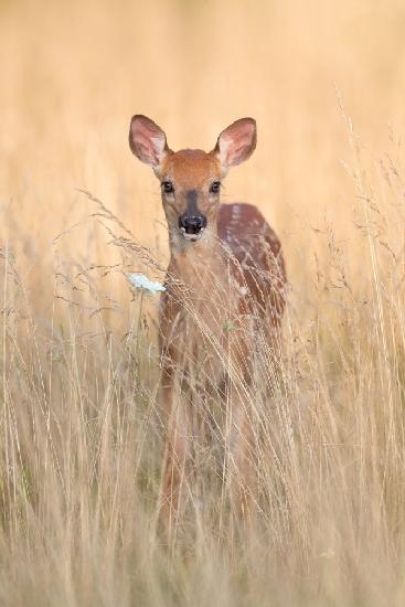 Queen Annes Lace &amp; Fawn