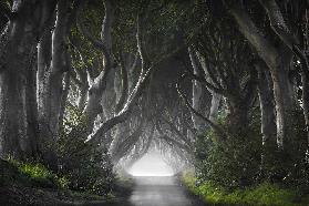 DARK HEDGES