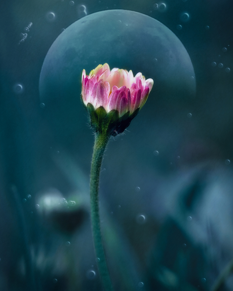 A flowers dream de Nicolae Stefanel Rusu