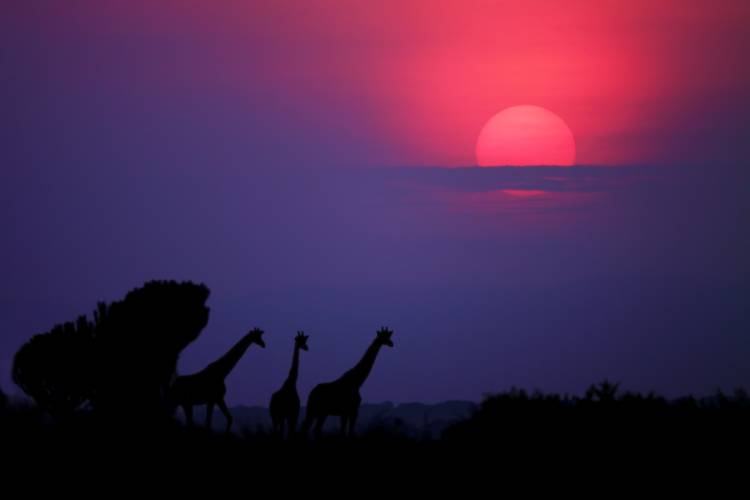 Sunrise in Uganda de Nicolas Merino