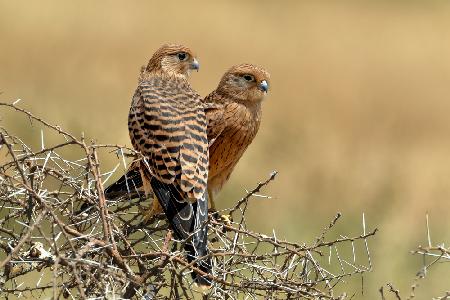 Kestrels couple