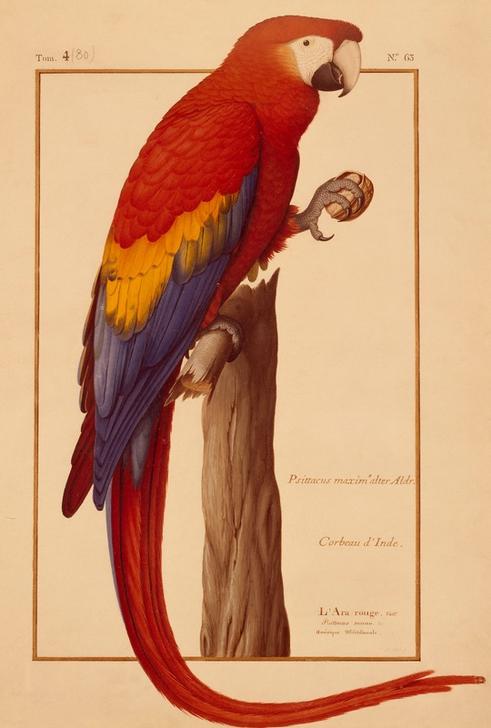 Psittacus maximus Aldr (ovandi) de Nicolas Robert