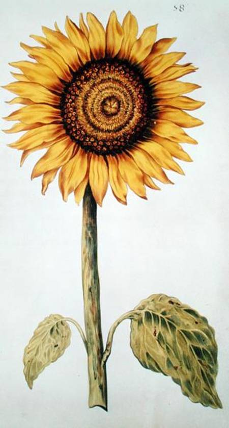 Sunflower or Helianthus, from 'La Guirlande de Julie' de Nicolas Robert